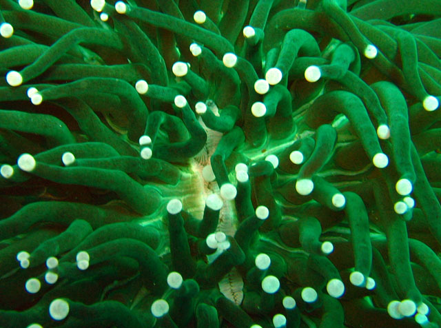 white eel inside a green anemonie