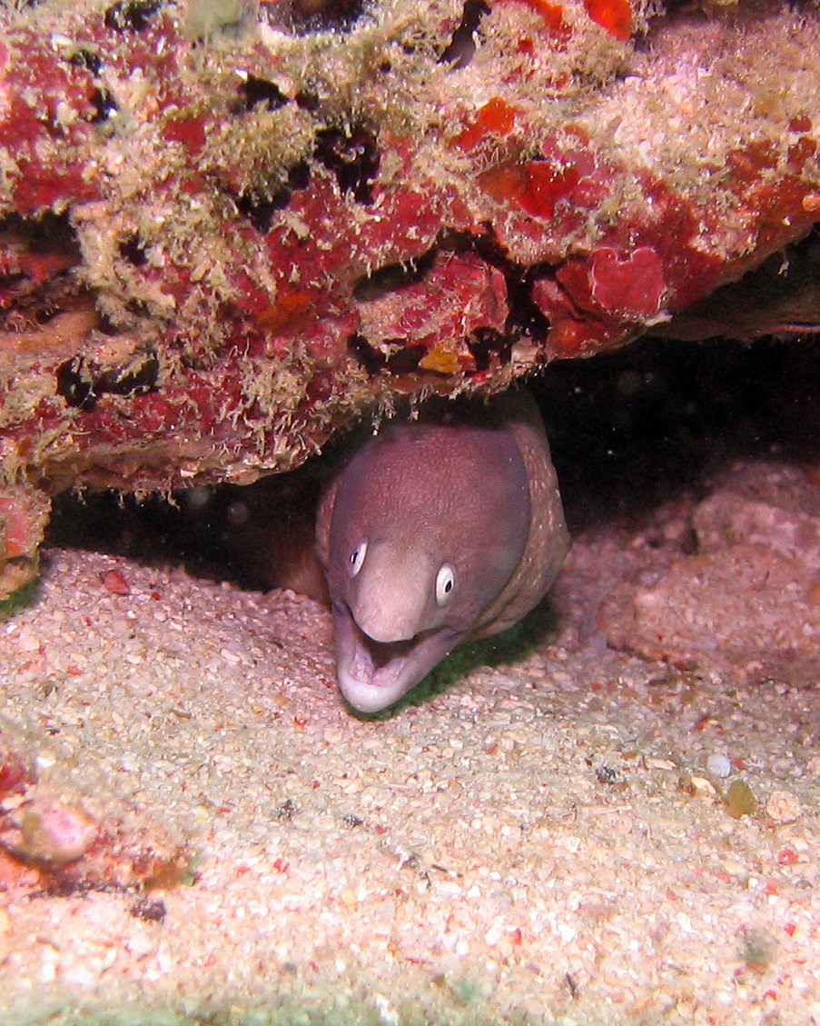 White eyed moray eel