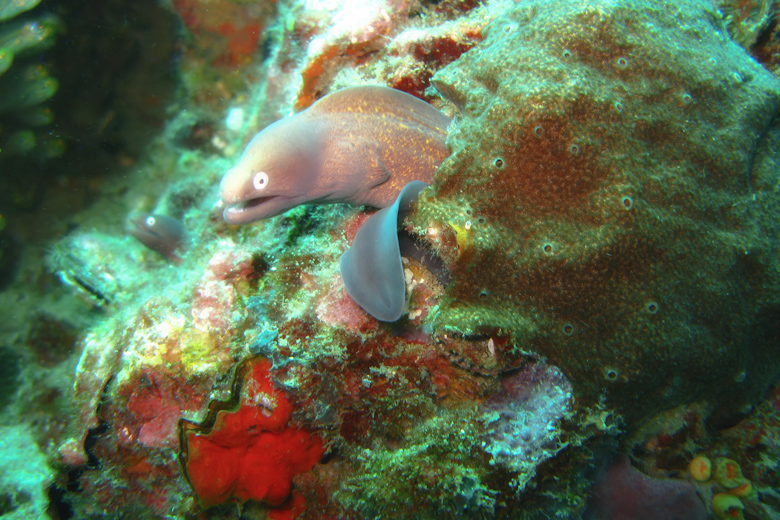 White Eyed Moray Eel