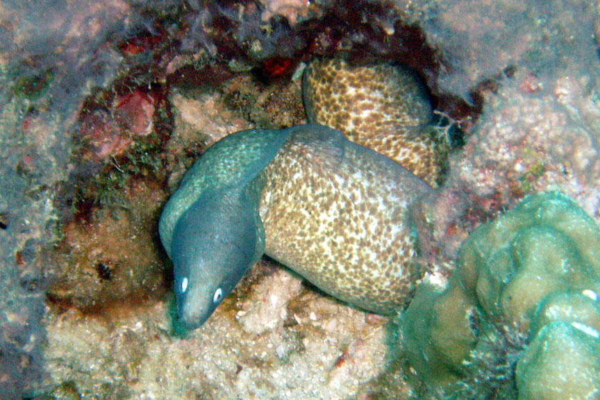 White Eyed Moray Eel