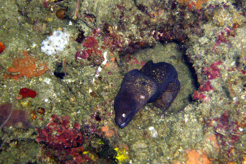 White Eyed Moray Eel