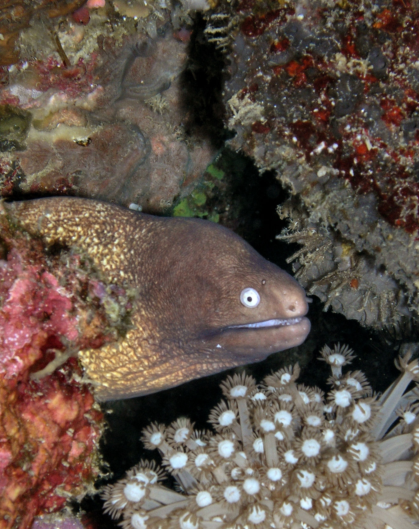 White Eyed Moray Poses