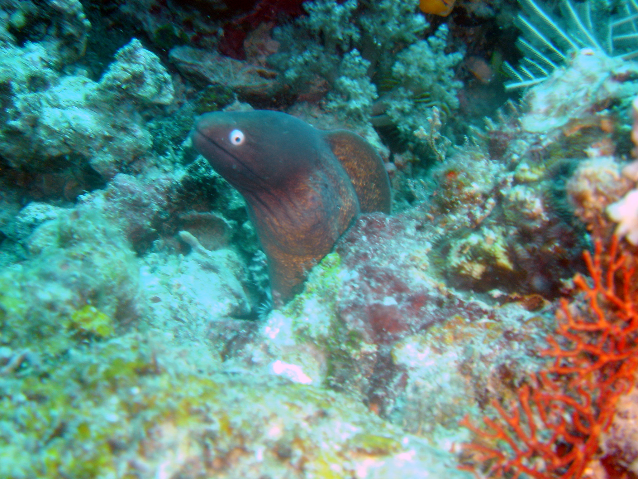 White Eyed Moray @ Recep 1