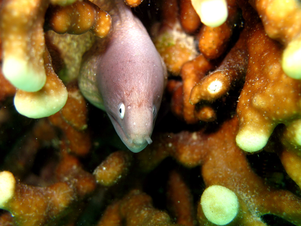 White-eyed moray