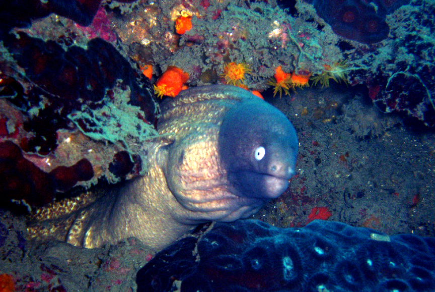 White Eyed Moray