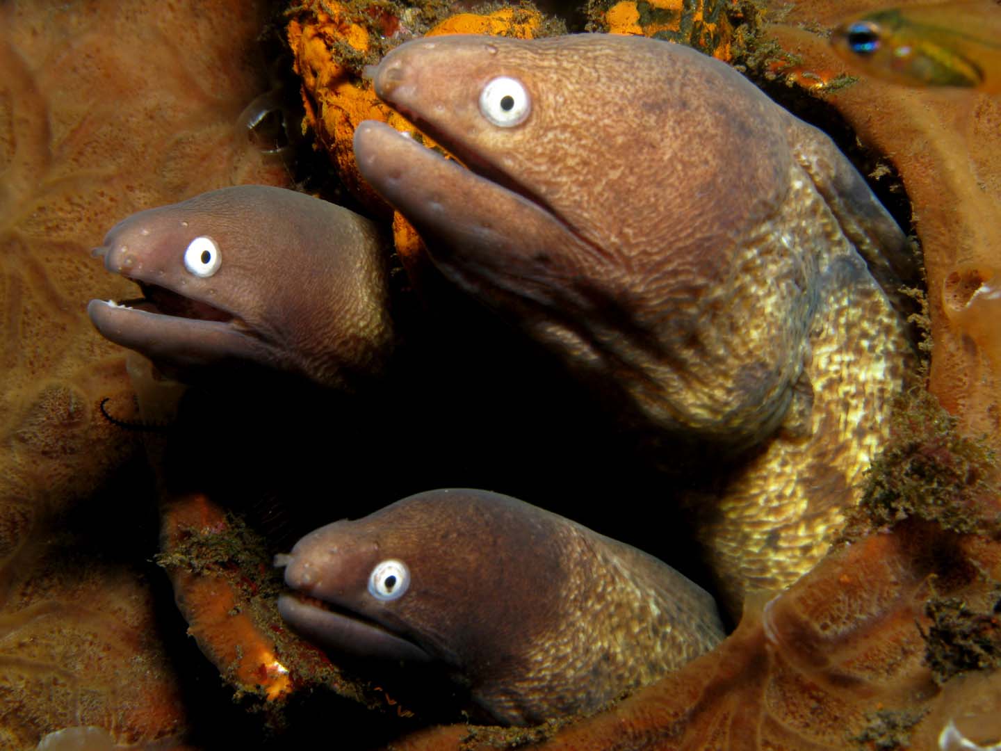 white eyes moray eels