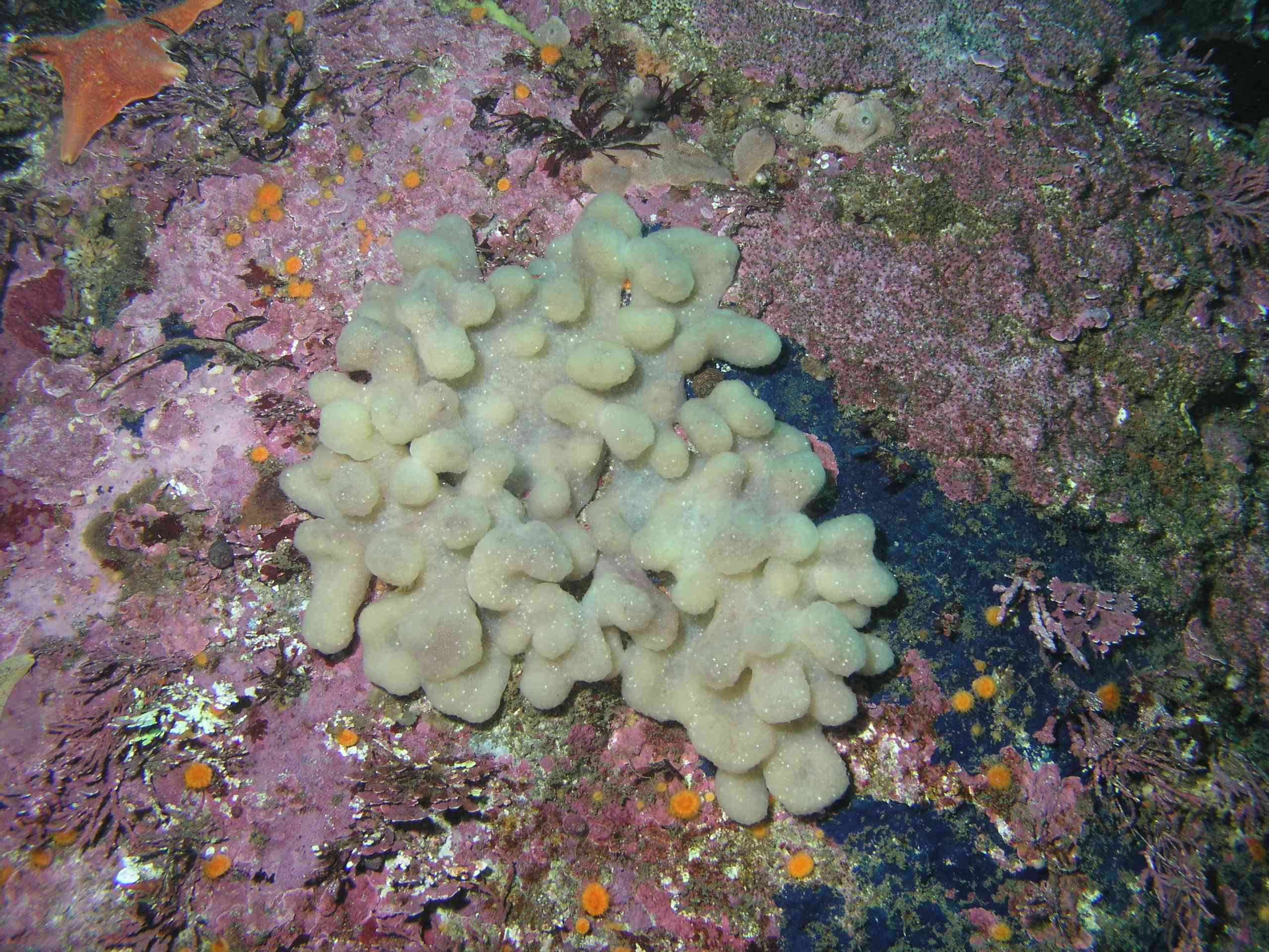 White Finger Sponge