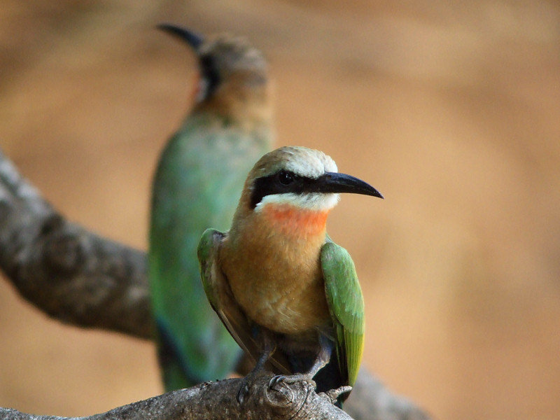 White-fronted Bee-eater