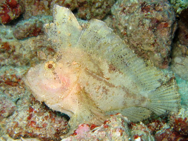 White Leaf Fish