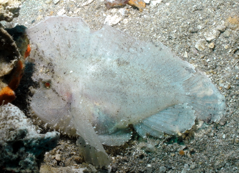 White leaf scorpianfish