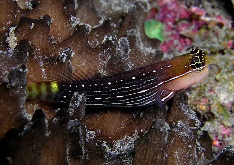 White-lined Blenny