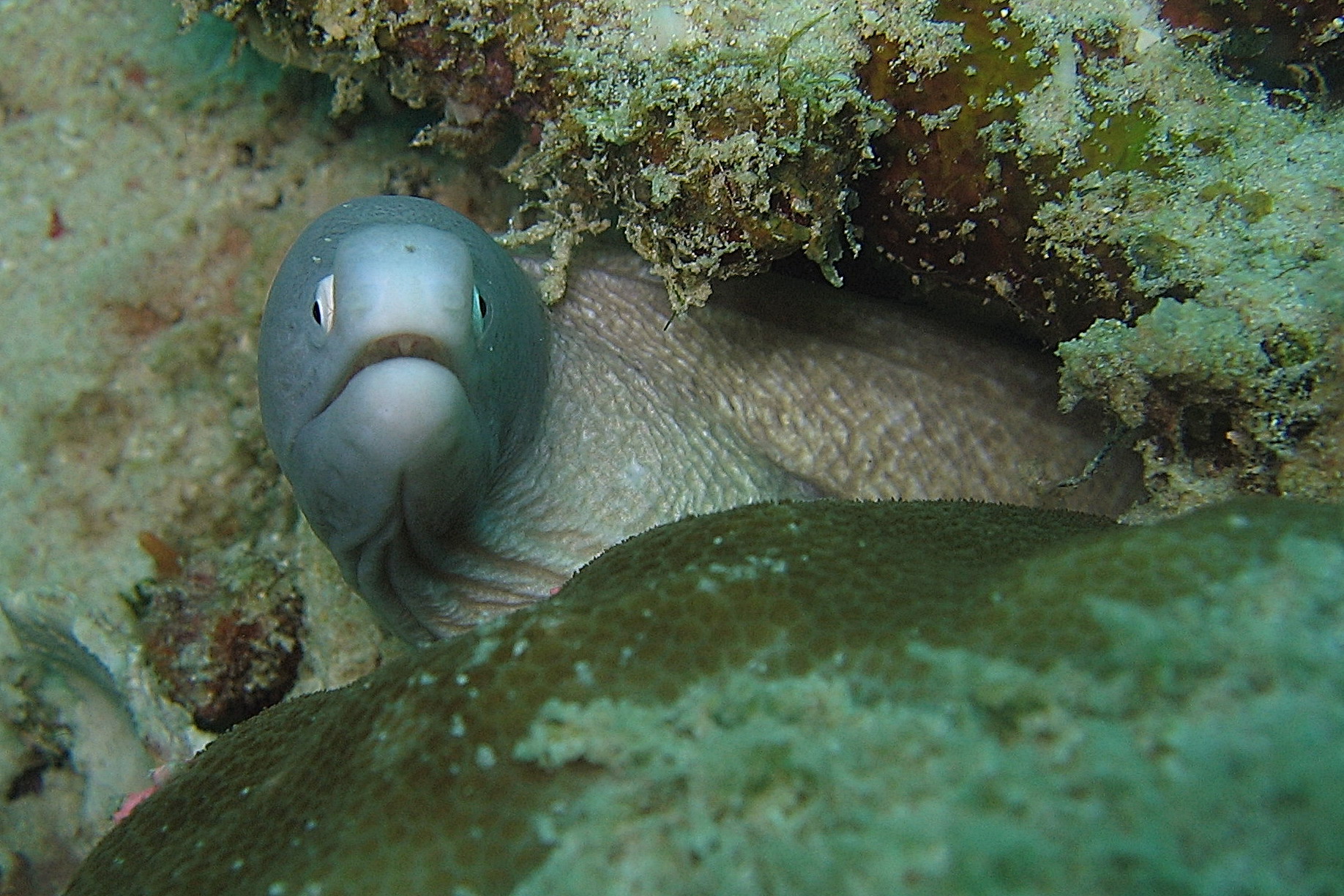 White Moray Eel