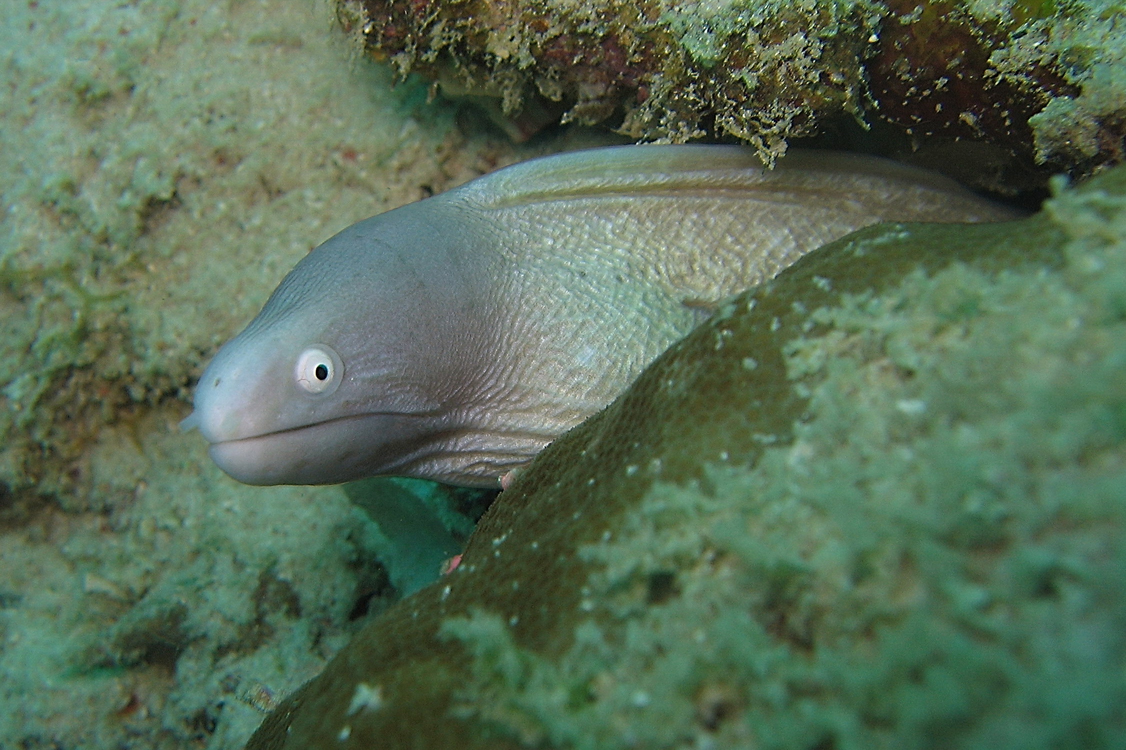 White Moray Eel