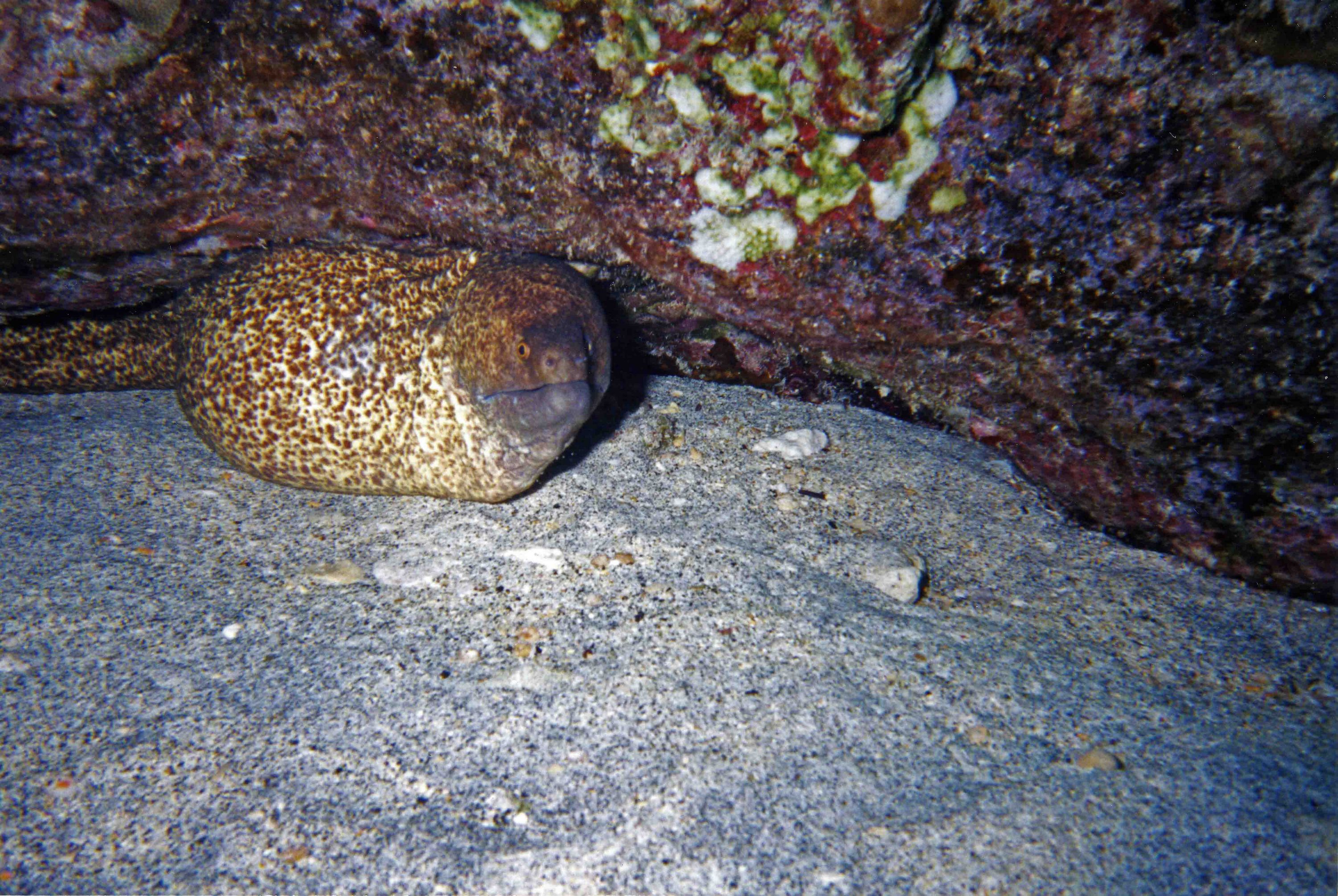 White Mouth Moray Eel