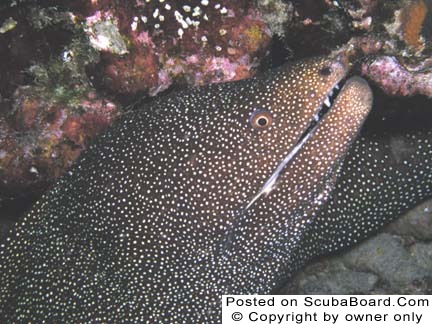 White Mouth Moray