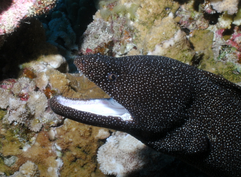 White mouth moray