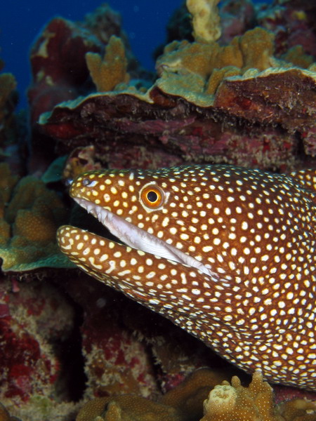 White Mouth Moray