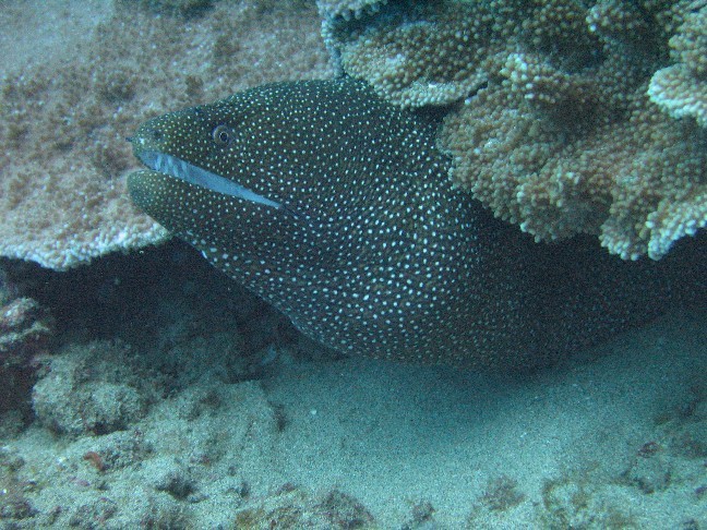 White-mouthed moray eel