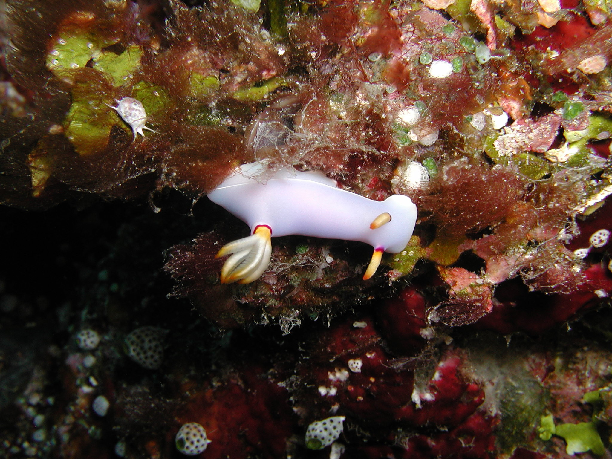 White Nudi