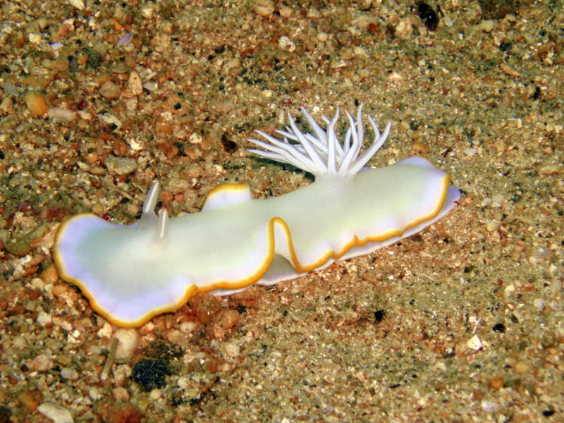 White nudi