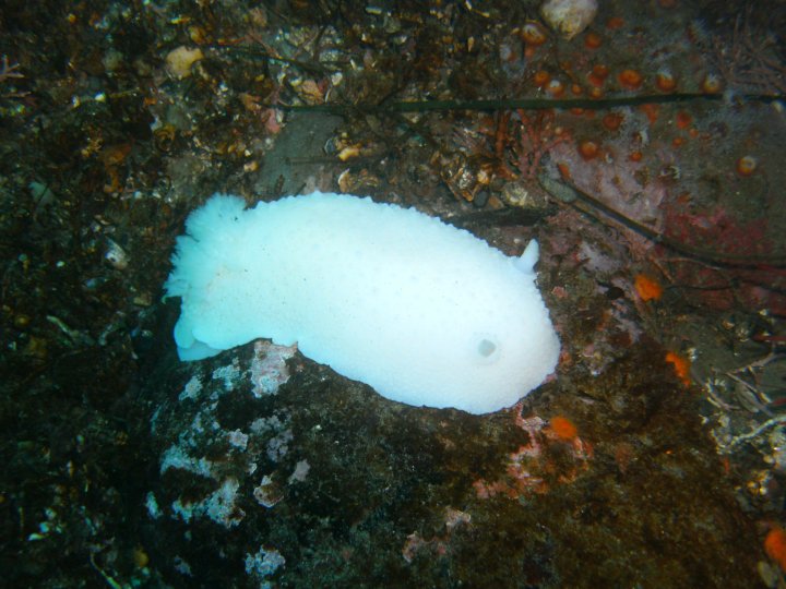 White Nudibranch