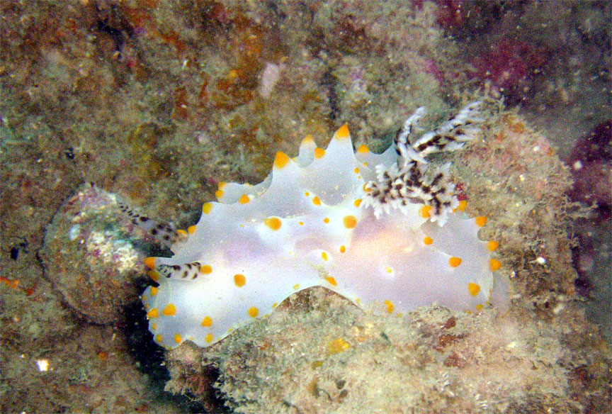 White Nudibranch