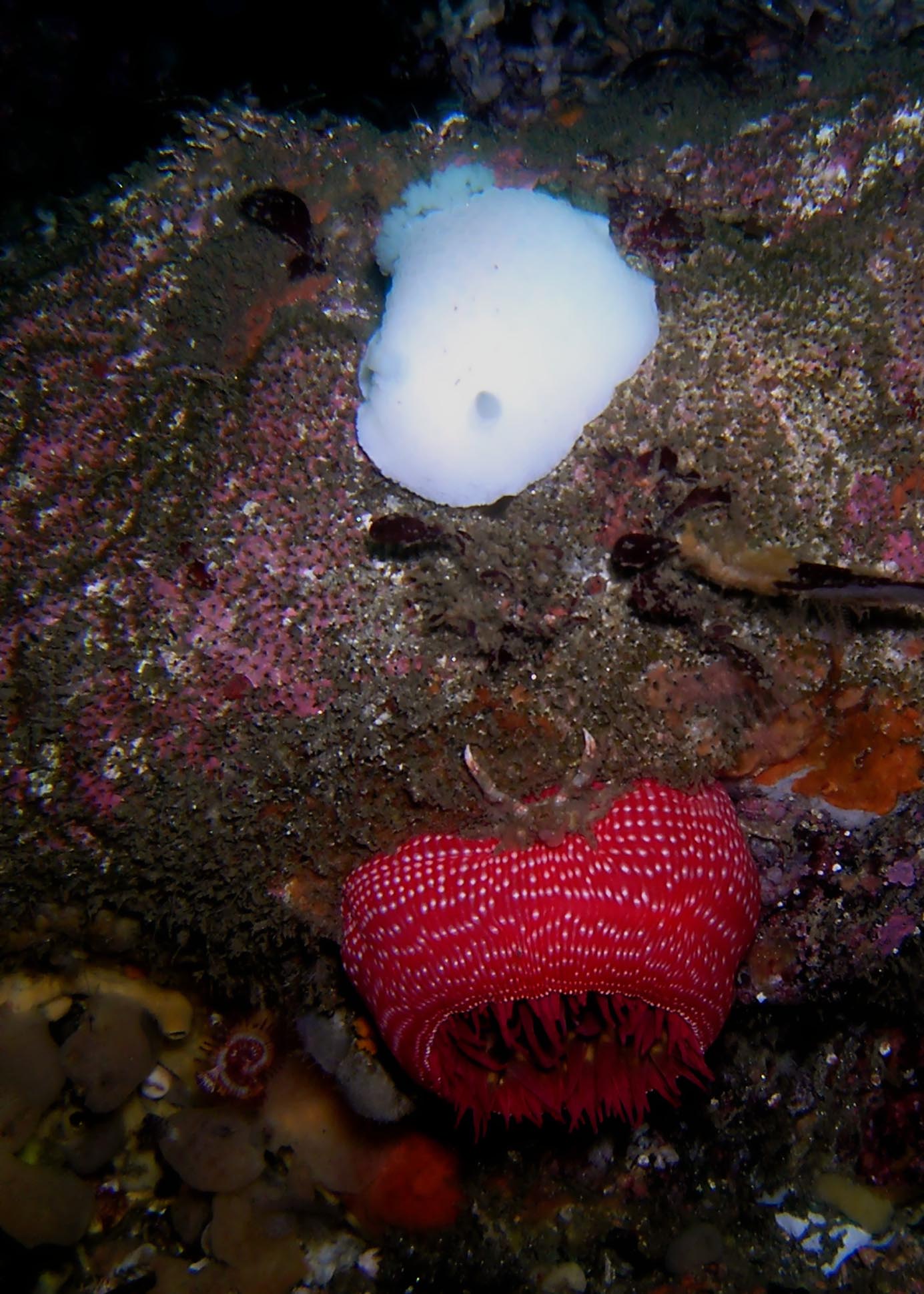 White Nudibranch