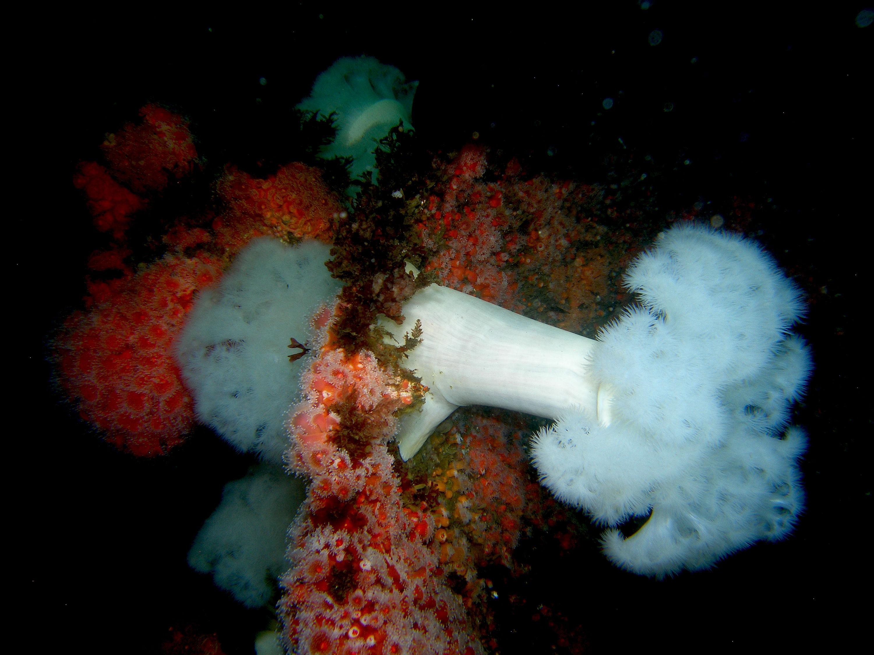 White-plumed Anemone