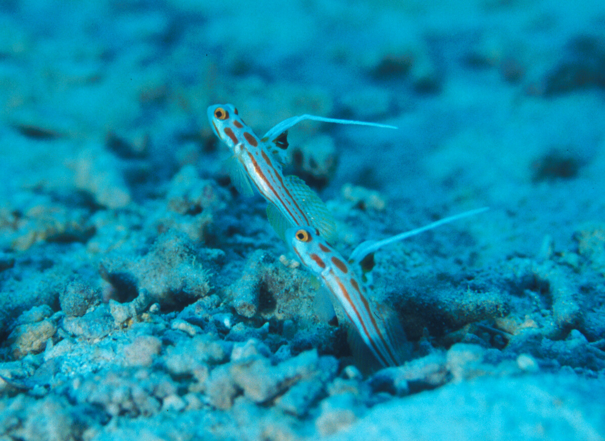 white-rayed shrimpgoby