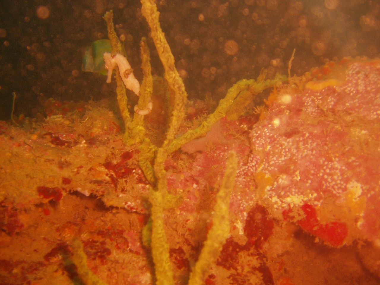 White Sea Horse