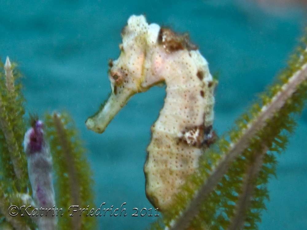 White seahorse