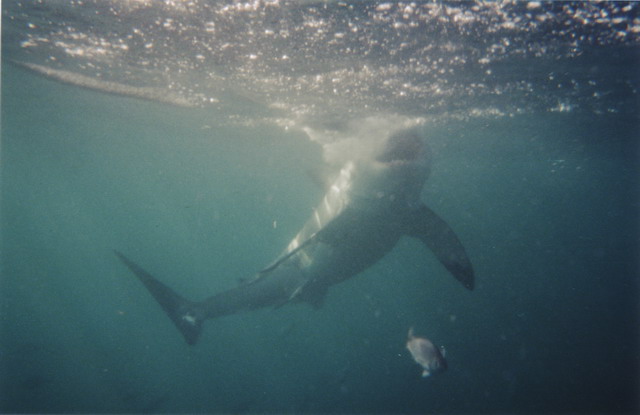 White Shark 1