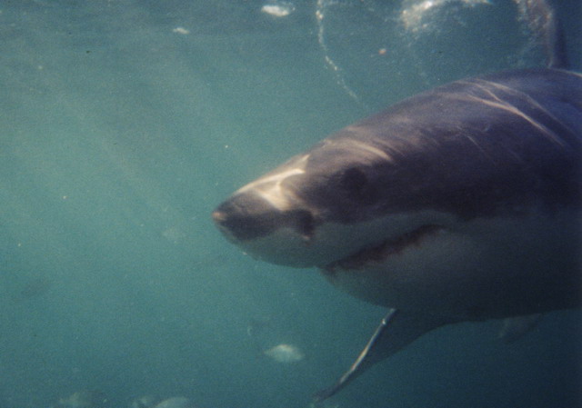White Shark 3