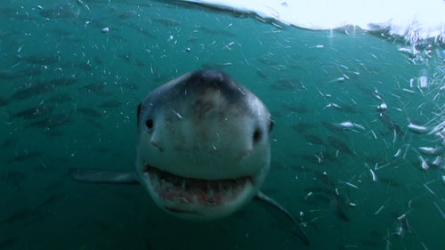 White shark smiley