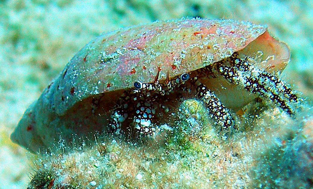 White Speckled Hermit Crab