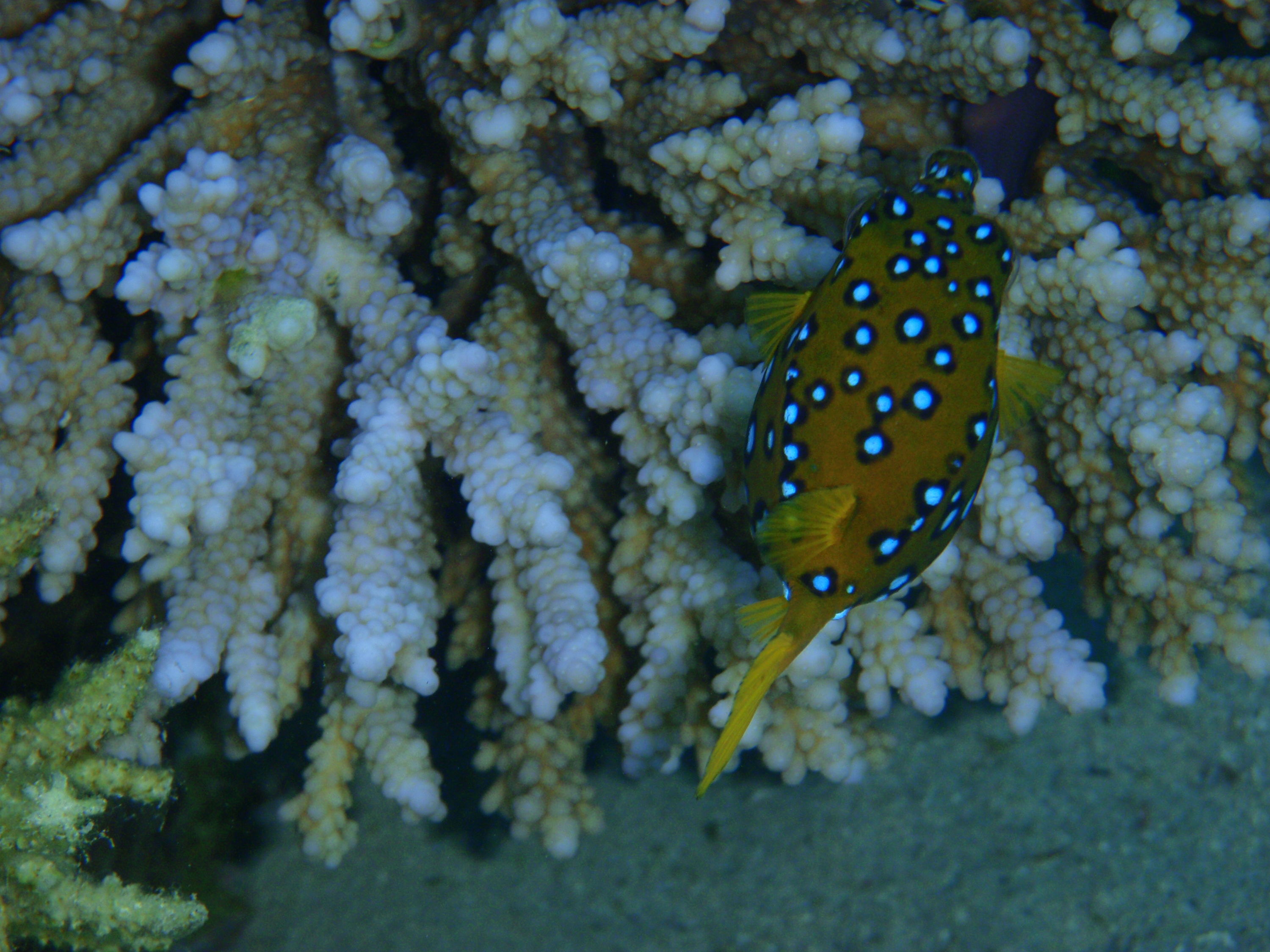 White Spotted Box Fish