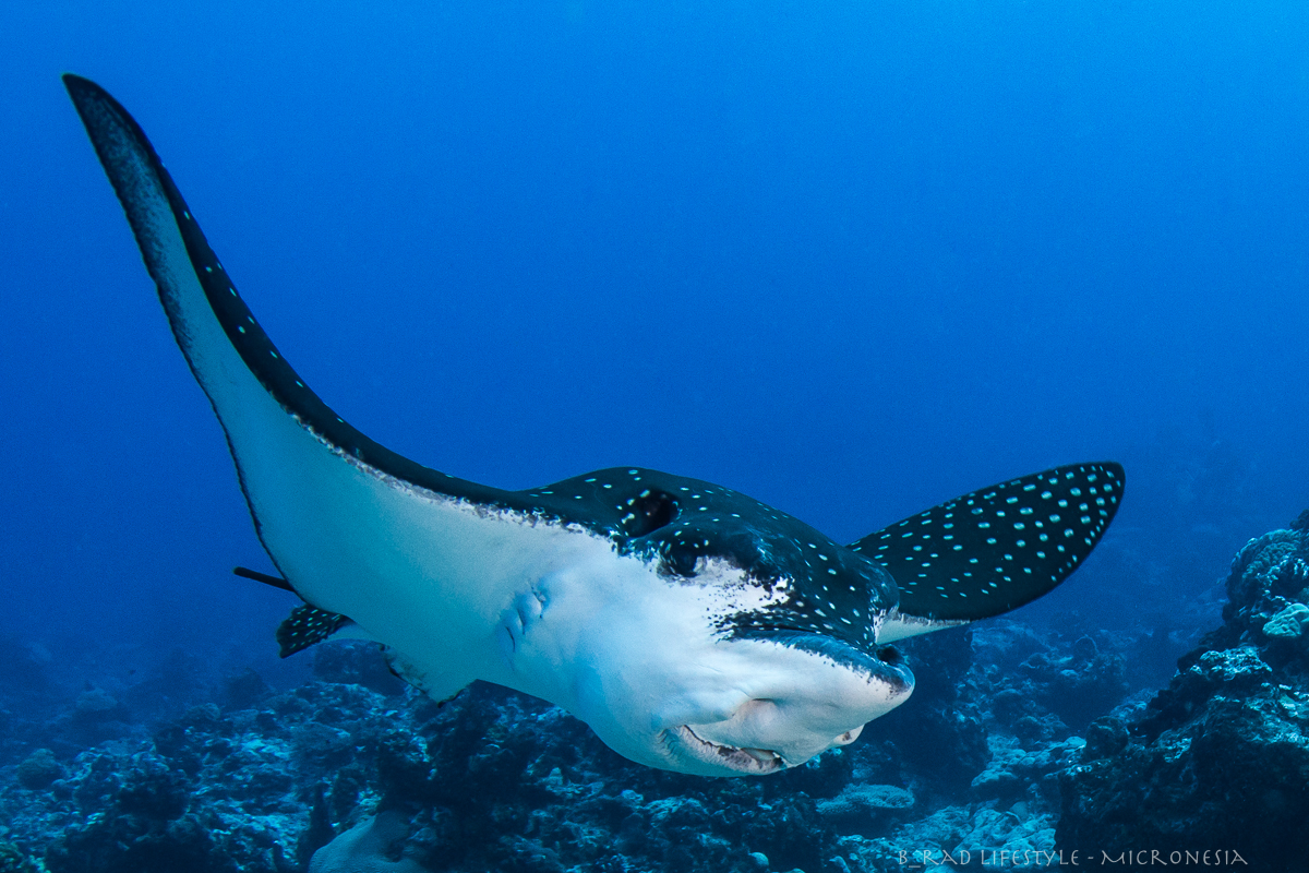 White Spotted Eagle Ray at Eagle's Nest