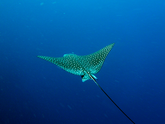 White-spotted Eagle Ray