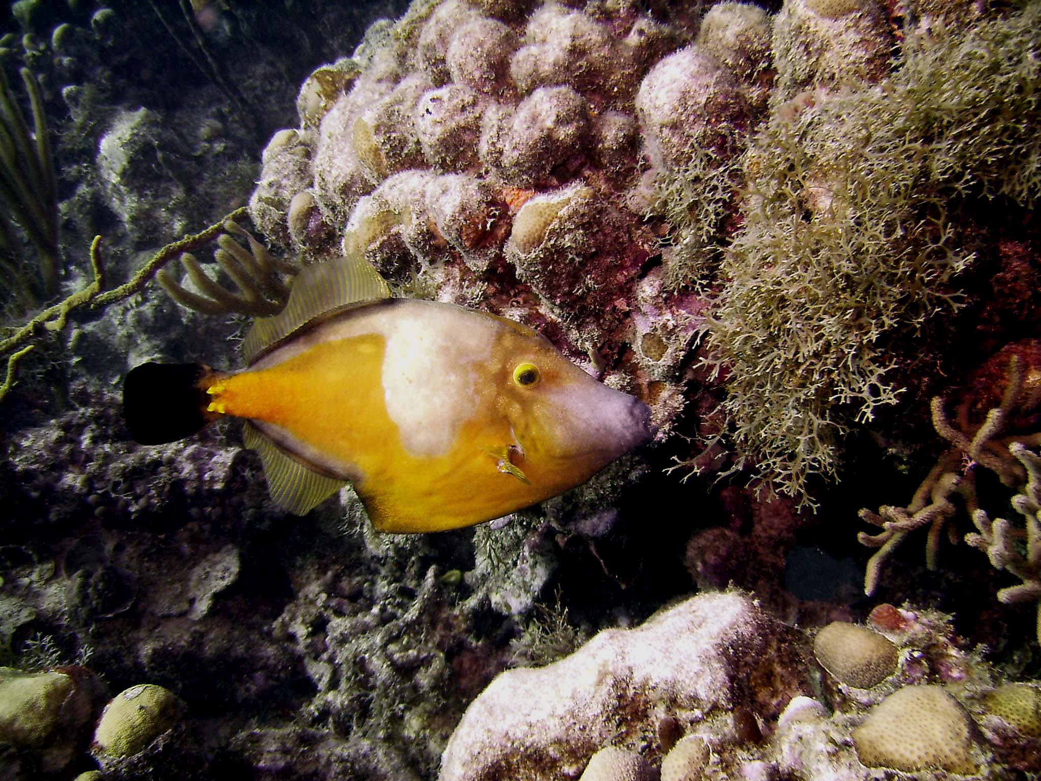 White Spotted File Fish