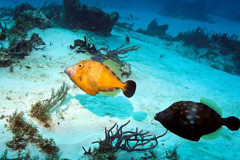 white spotted filefish - food for thought