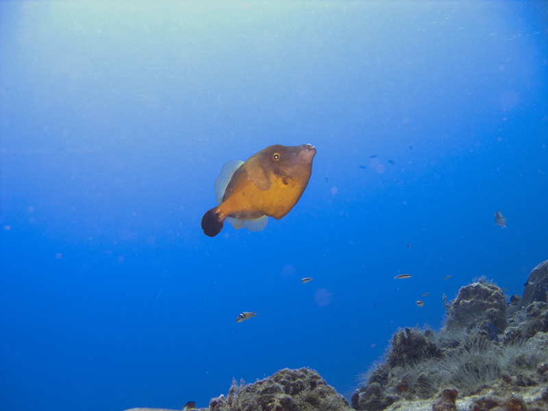 White spotted filefish, mating color