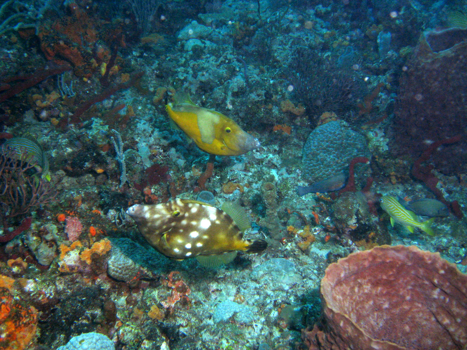 White-Spotted Filefish