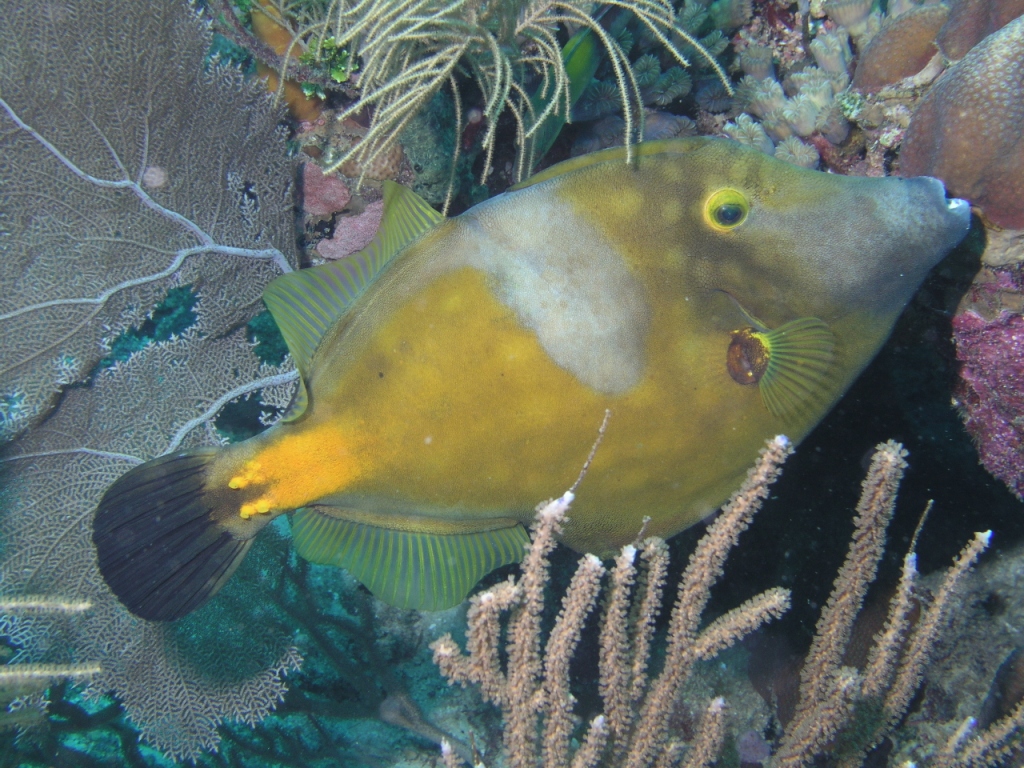 White Spotted Filefish