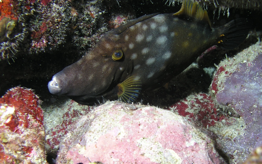 White Spotted Filefish