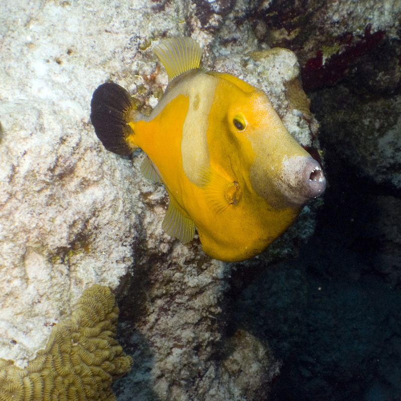 white spotted filefish