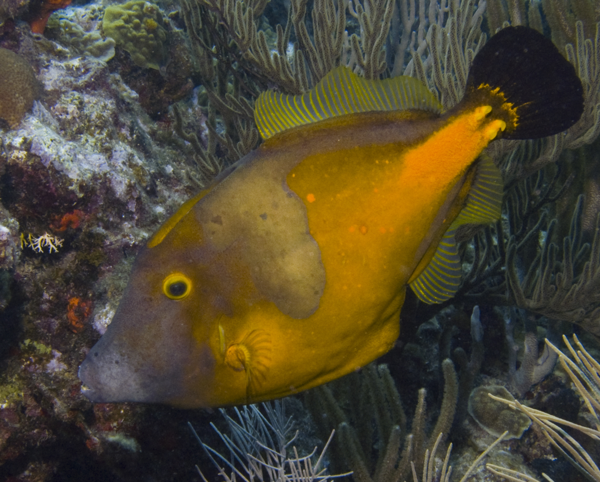 White Spotted Filefish