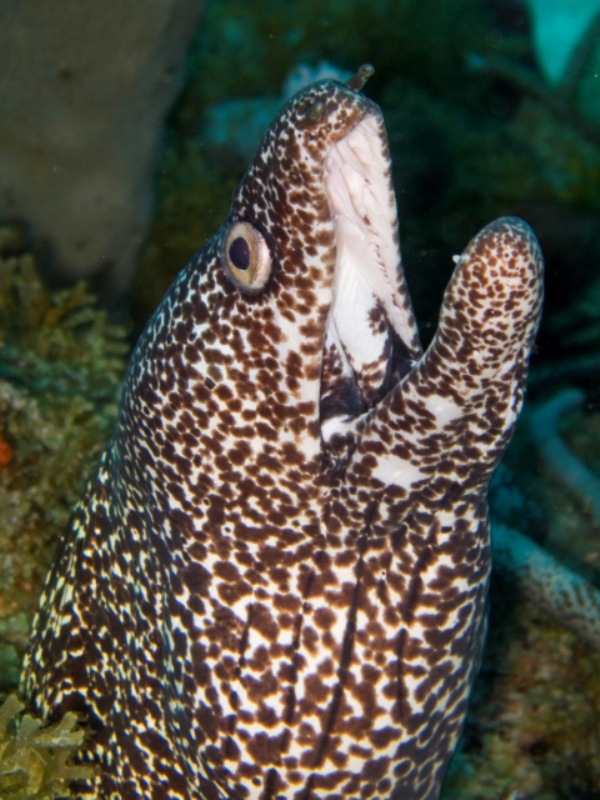 White Spotted Moray