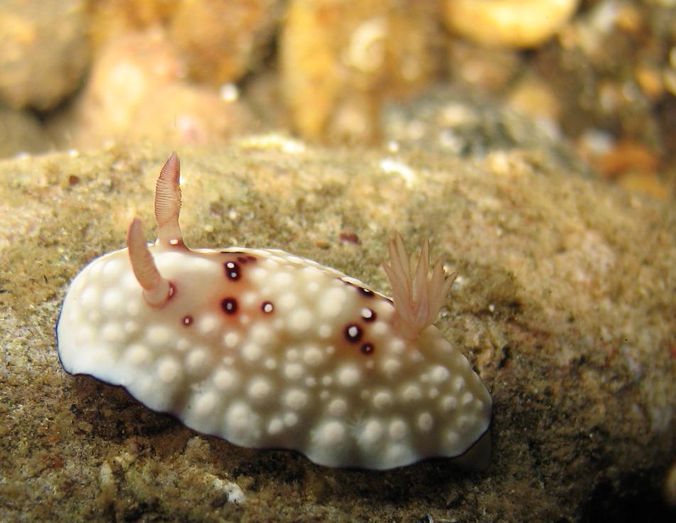 White spotted Nudibranch