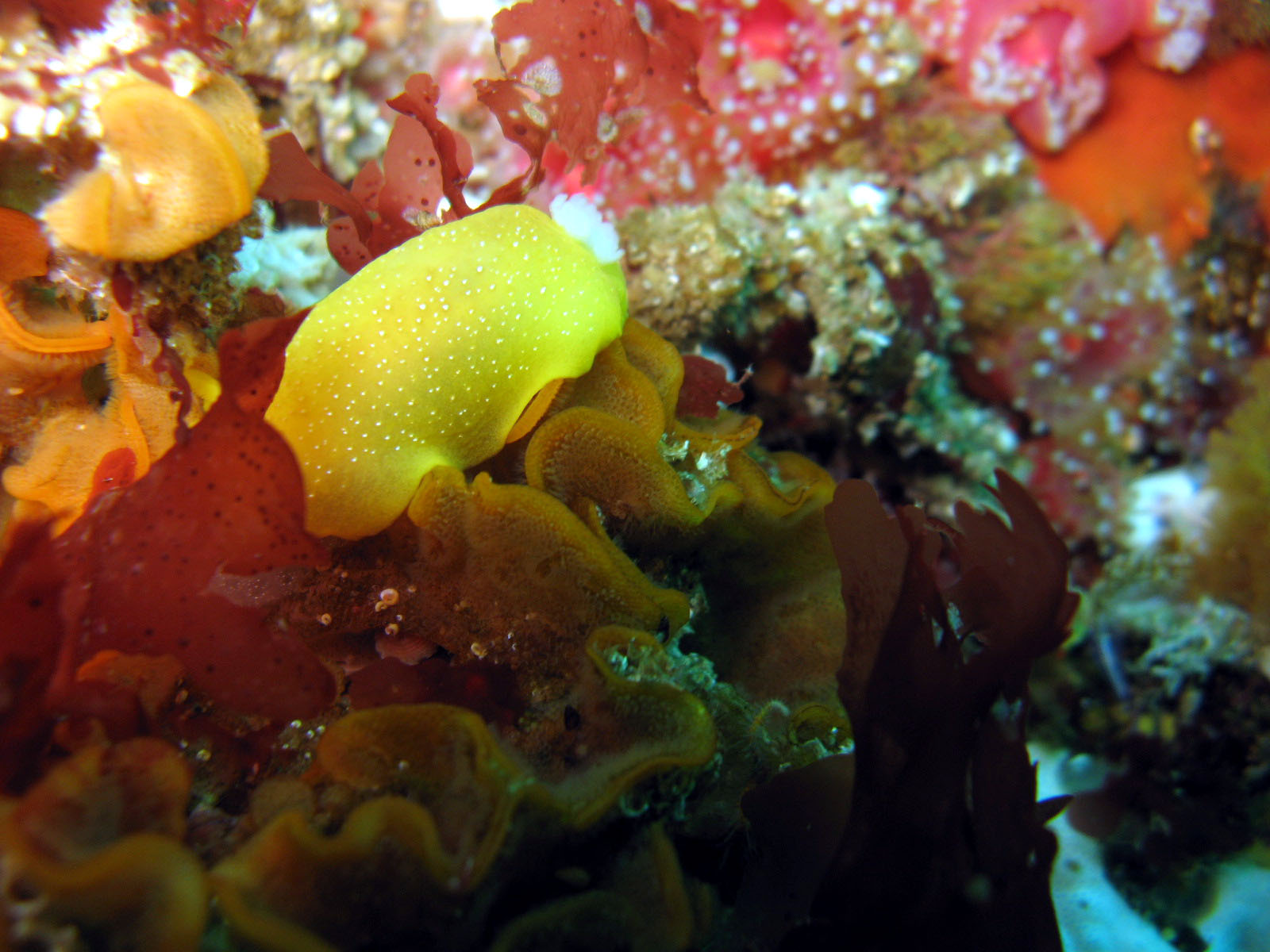 White Spotted Porostome on sculptured bryozoan