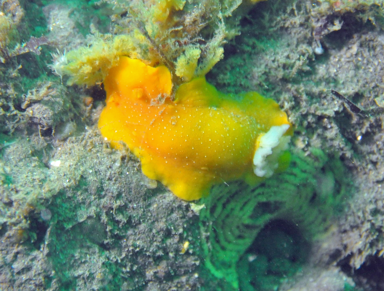 White Spotted Porostomes